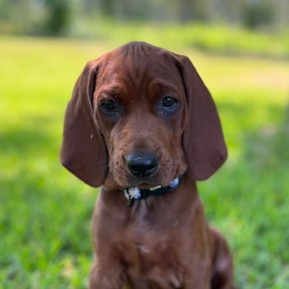 Meet your Posher, Riley - Picture 1 of 1